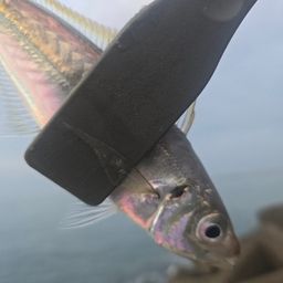 アジ