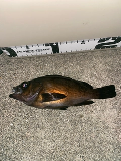 メバルの釣果