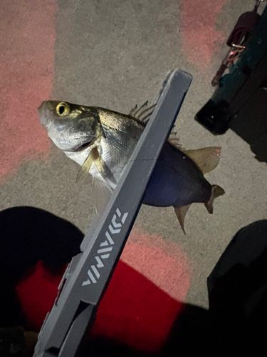 セイゴ（タイリクスズキ）の釣果