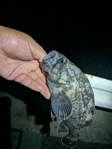 クロソイの釣果