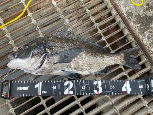 チヌの釣果