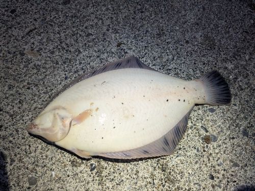 クロガシラガレイの釣果