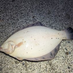 クロガシラガレイ