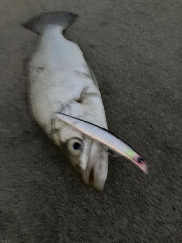 セイゴ（ヒラスズキ）