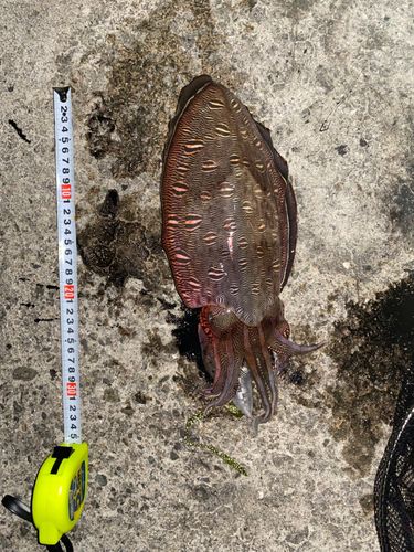 モンゴウイカの釣果