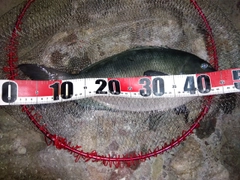 グレの釣果