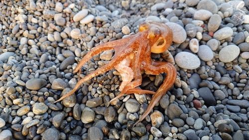 タコの釣果