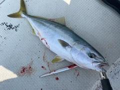 ハマチの釣果
