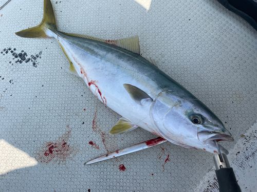ハマチの釣果