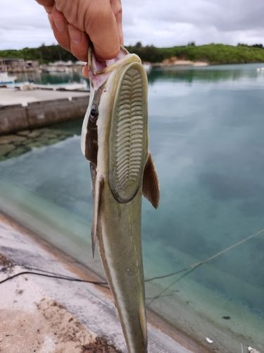 コバンザメの釣果