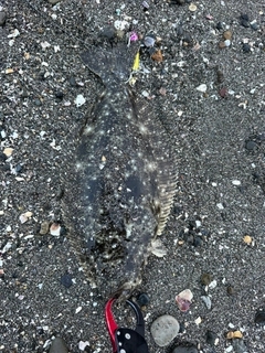 ソゲの釣果