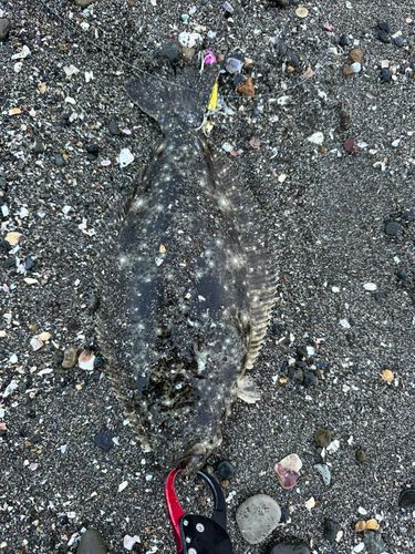 ソゲの釣果