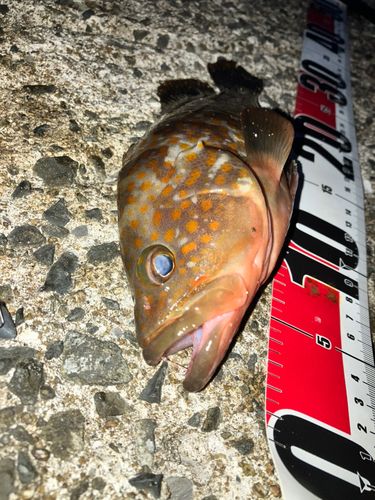 アコウの釣果