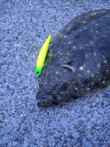 ヒラメの釣果