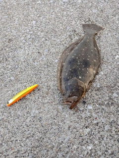 ヒラメの釣果