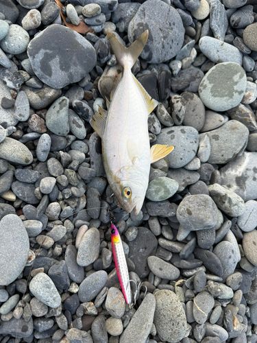 ショゴの釣果