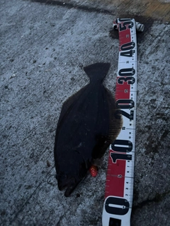 ヒラメの釣果