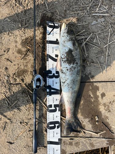 スズキの釣果