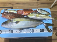 ハマチの釣果