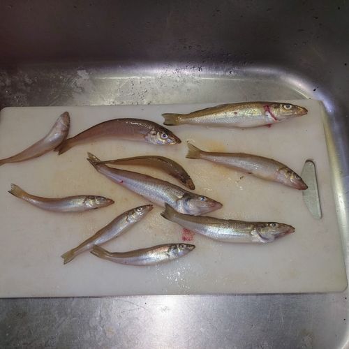 キスの釣果