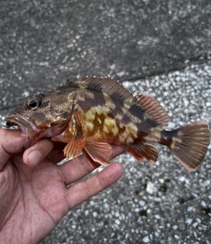 カサゴの釣果