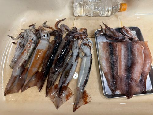 スルメイカの釣果