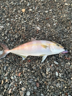 ネイリの釣果