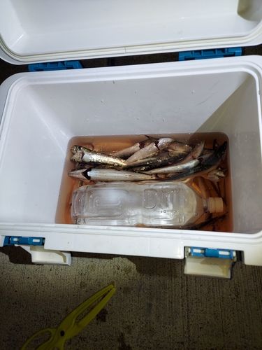 マイワシの釣果