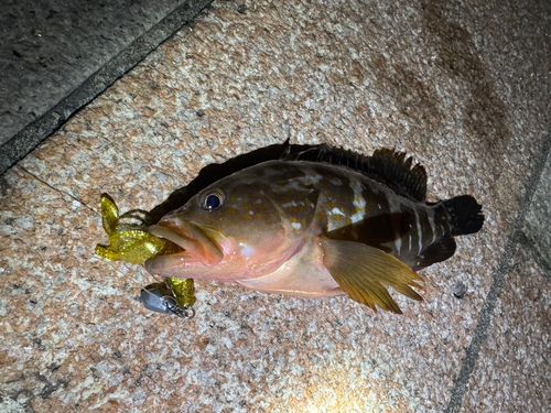 キジハタの釣果