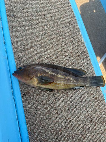アオハタの釣果