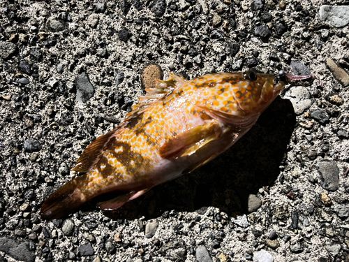 キジハタの釣果