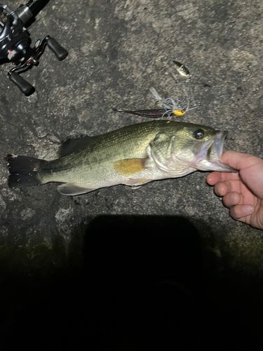 ラージマウスバスの釣果