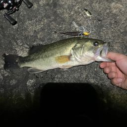 ラージマウスバス