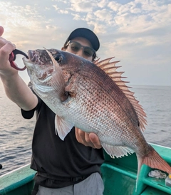 マダイの釣果