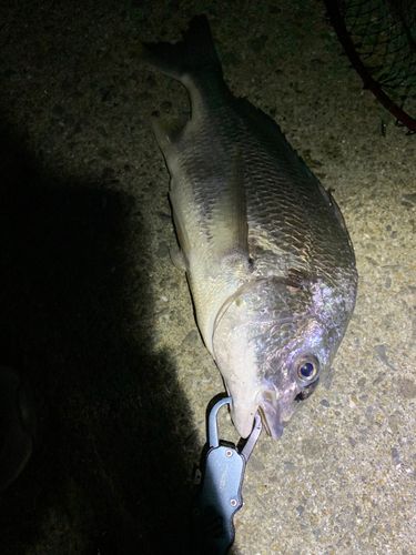 キビレの釣果