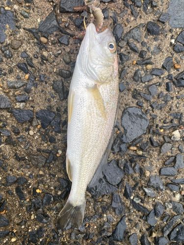 イシモチの釣果