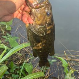 スモールマウスバス