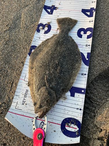 ソゲの釣果