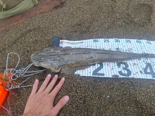 マゴチの釣果