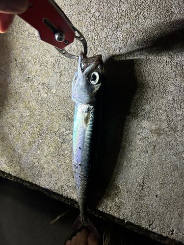 サバの釣果