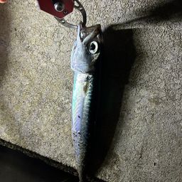 サバ