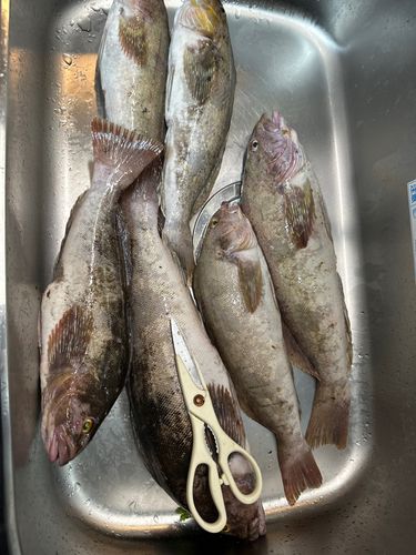 アイナメの釣果