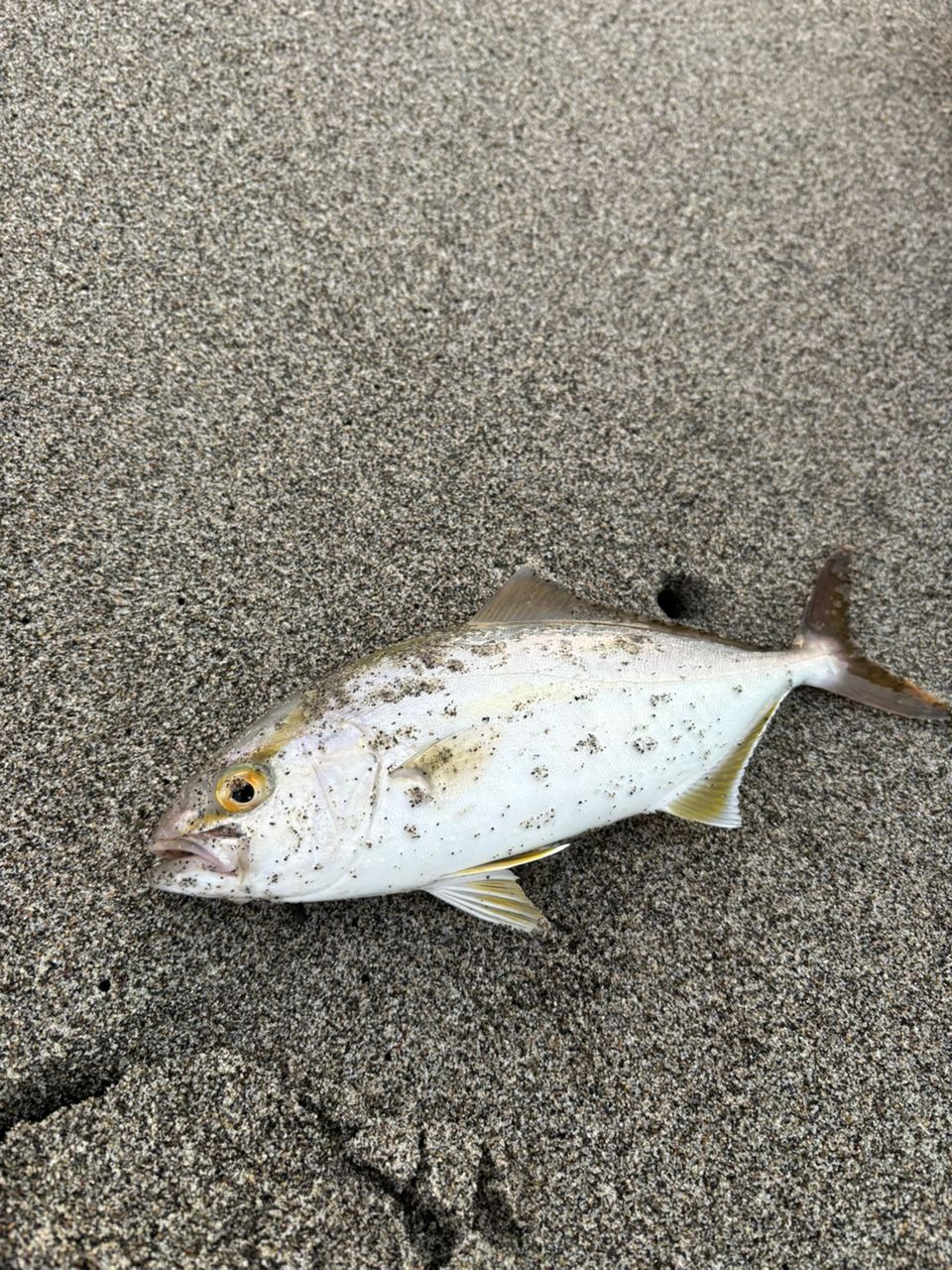 ショゴ