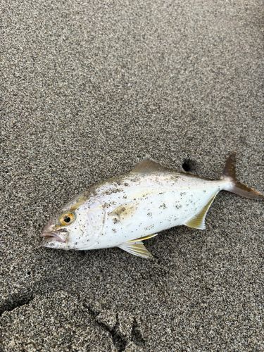 ショゴの釣果