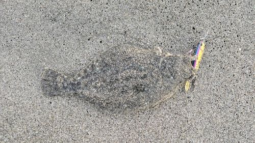 ソゲの釣果