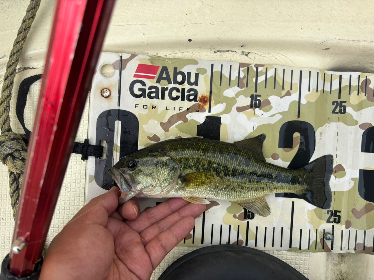 ラージマウスバス