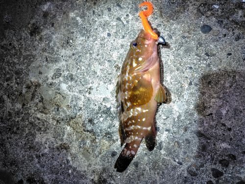 ガシラの釣果