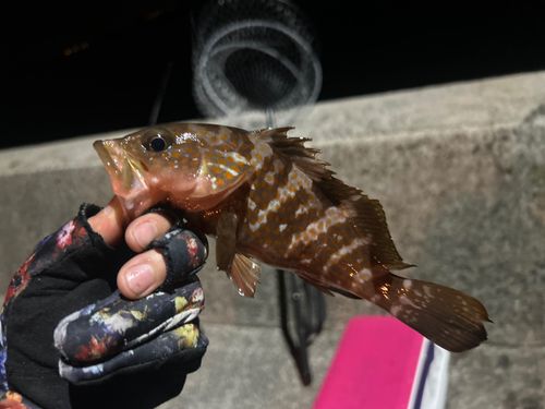 キジハタの釣果