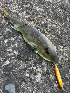 シロサバフグの釣果
