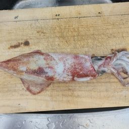 ケンサキイカ
